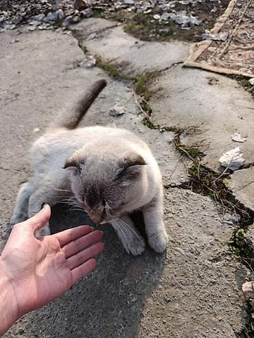 Услуги ветеринара: Кот шотландского типа (вислоухий), окраса колор-пойнт. возраст семь — 2
