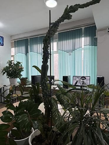 растения в офис: Комнатные растения в декоративных горшках 1) Драцена (вероятно — 2