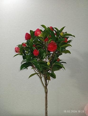 Камелия японская (Camellia japonica) - Высота растения: около 1 м. - at lalafo.kg Камелия японская (Camellia japonica) - Высота растения: около 1 м. -