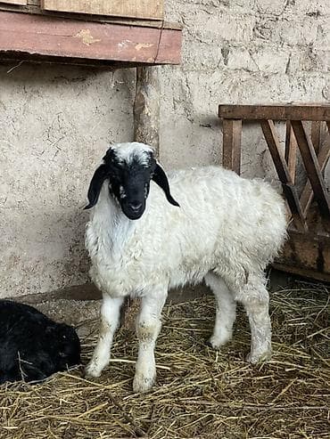 стригальный аппарат для овец: Продаю | Ягненок | На забой, Для разведения — 1