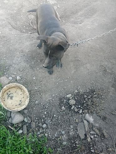 pro plan: Собака даром: Питбуль, 3 года, Самец — 2