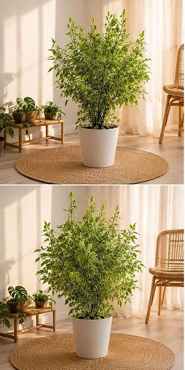 Фикус Бенджамина, пестролистный - Живое декоративное растение с — 2