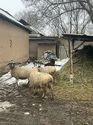 Продаю | Овца (самка) | Для разведения | Матка — 1
