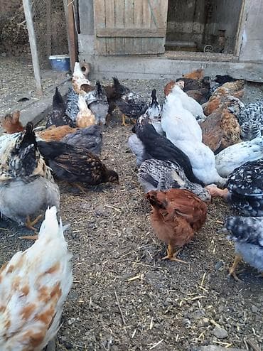 скотский рынок: Продаю | Цыплята — 2