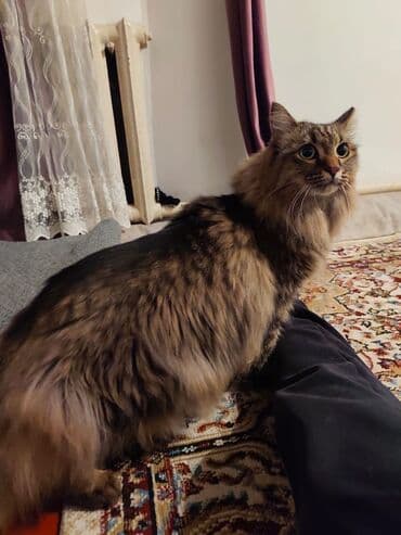 Пропала at lalafo.kg Пропала