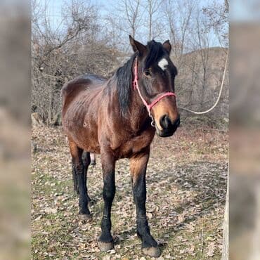 продаю музоо торпок корова самка бык самец айрширская ангус алатауская на забой для разведения на откорм племенные нетель привязанные: Продаю | Конь (самец) | Для разведения | Племенные — 1