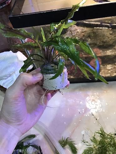 Криптокорина для аквариума (розетка на керамическом кольце) - Вид — 2