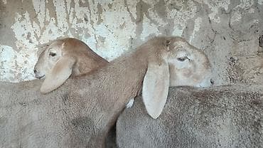 для овец: Продаю | Ягненок | Для разведения | Племенные — 3