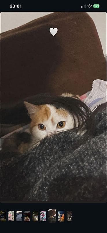 американская короткошерстная кошка купить: Трёхцветная кошка отдам даром девочка очень красивый котик приручен к — 3