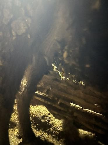 корова самка: Продаю | Тёлка | Алатауская | На откорм | Привязанные — 5