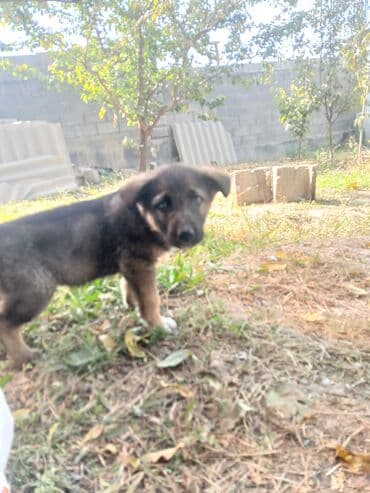 щенок немецкий овчарка: Немецкая овчарка, 2 месяца, Самец — 1