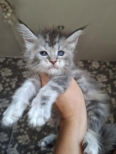 котят в хорошие руки: 🐾 В продаже элитные котята мейн-куны с полным пакетом Документов — 8