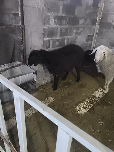 инкубатор мини: Продаю | Овца (самка) | Для разведения | Матка — 4