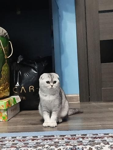 продажа орловских рысаков: Скотиш Фолд (Шотландская вислоухая), 6 месяцев, Девочка, Серебристая шиншилла, Приучена к лотку — 2