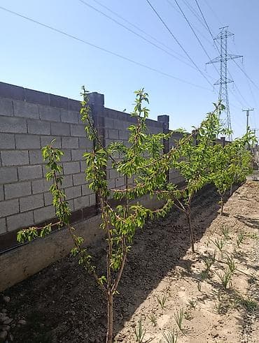 аренда шашлычной: Дом с большим навесом и хозяйственными постройками на огороженном — 5