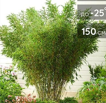 открыто: Бамбук садовый морозостойкий — декоративное растение для живых — 2