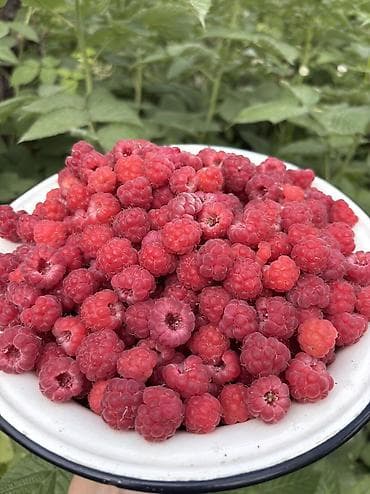nutrien купить: Вишня, малина и урюк. Свежие 100%, рвем на заказ. Домашние — 2