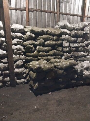 кой кыркыч: Уголь Сулюкта — 4