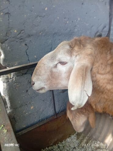 Другие животные: Продаю | Баран (самец) | Эдильбаевская | Для разведения — 2