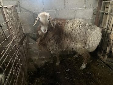 Продаю | Баран (самец) | Для разведения, На забой | Осеменитель, Племенные at lalafo.kg Продаю | Баран (самец) | Для разведения, На забой | Осеменитель, Племенные