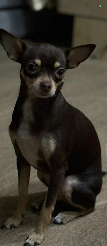 куплю щенков: Предлагаются к бронированию щенки той-терьера. Дата рождения — 2