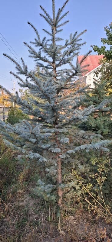 аэратор для газона: Саженцы деревьев: Ели — 4