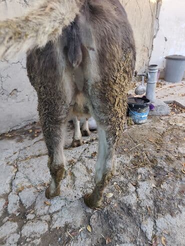 продажа кормов для сельскохозяйственных животных: Продаю | Корова (самка) | Швицкая, Симментальская | Для разведения, Для молока | Стельные — 10