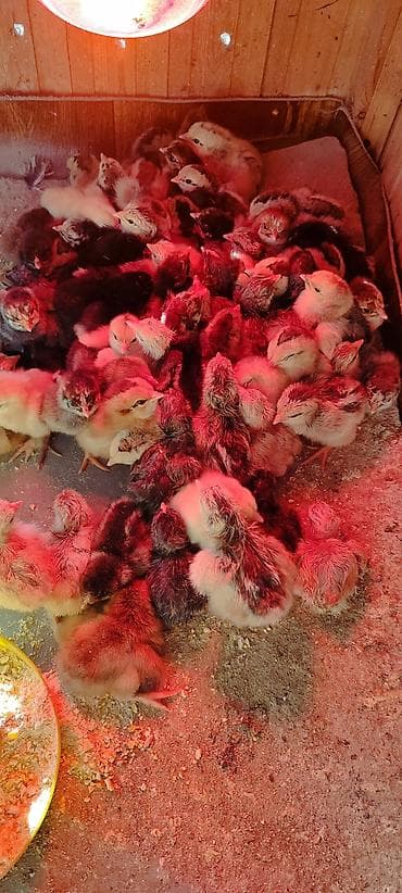 декоративный кур: Продаю | Цыплята | Для разведения — 2