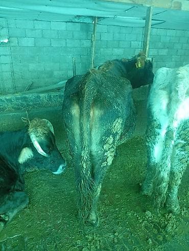 Үй жаныбарлары үчүн товарлар: Сатам | Уй (ургаачы) — 1