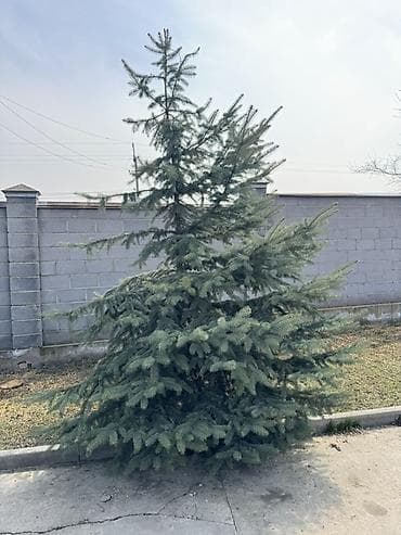уй емеректер: Ель голубая (Picea pungens, Blue Spruce) — декоративные крупномеры для — 3