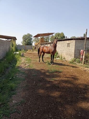 собака долматинец: Сатам | Жылкы (эркек) | Англиялык | Ат спорту — 1