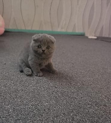 заказать котят: Продаются котята шотландской породы из питомника!!! Дата рождения — 4