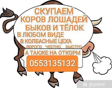 денежные ящики: Колбасный цех : Коровы, быки, | На откорм — 1