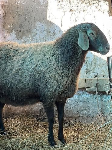 семис козу: Продаю | Овца (самка) | Для разведения | Матка — 9