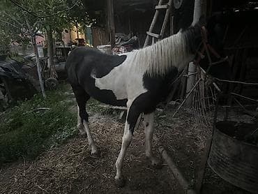 для лошадей: Продаю | Конь (самец), Жеребец | Рабочий — 4