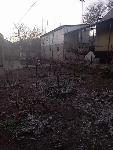 бий алма: Плодовые саженцы для сада - Молодые деревья, сформированные рядами на — 2