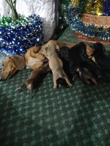 купить чихуахуа мини: Такса, 1 месяц, Самка — 5