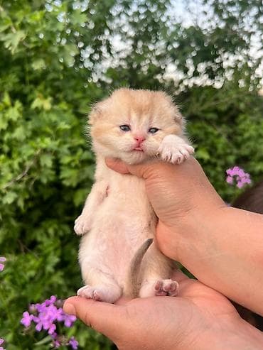 Продажа кошек: Шотландский вислоухий котёнок (скоттиш-фолд), окрас золотая шиншилла — 5