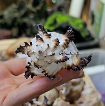 продам аквариумных рыбок: Разные ракушки! Бишкек
от 50 и выше — 4
