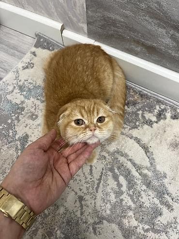 Мышыктар: Скотиш Фолд (Шотландиялык шалпаң кулак), 5 айлык, Эркек, Кызгыл сары, Эмделген, Лотокко барууга үйрөтүлгөн, Курттардан тазаланган — 2