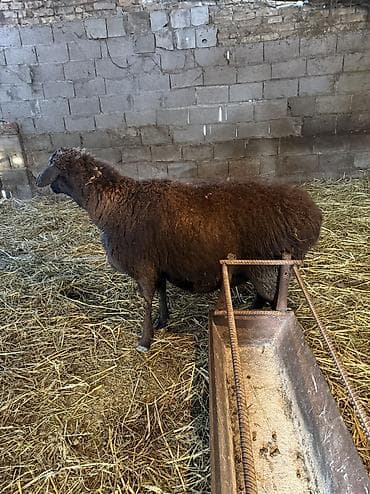 куплю баранов живым весом: Продаю | Овца (самка) | На забой, Для разведения | Котные, Кастрированные, Матка — 2