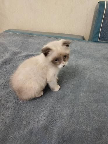 кошка продаю: Около 3 мес кошечка к лотку приучена. Отдаем в добрые руки. вислоухая — 2