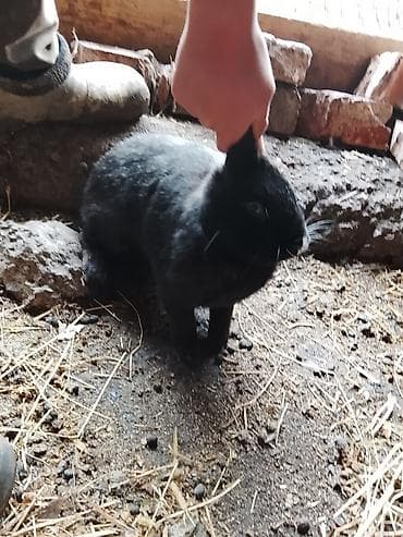 мясо кроликов: Продаю | Крольчата | Для разведения — 2