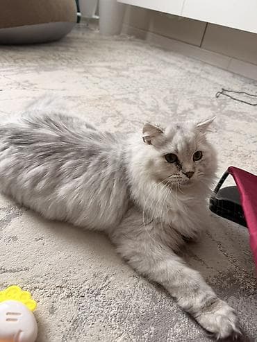 Породистая длинношёрстная кошка серебристого окраса (сильвер — 1