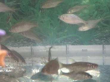 креветки в аквариум купить: Аквариумные рыбы – мелкие стайные карповые (типаж: серебристые — 3