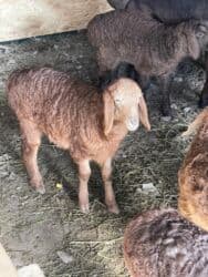 продажа щенков немецкой овчарки с документами в бишкеке: Продаю | Овца (самка) | Арашан, Гиссарская | Для разведения | Ягнившаяся, Матка — 4