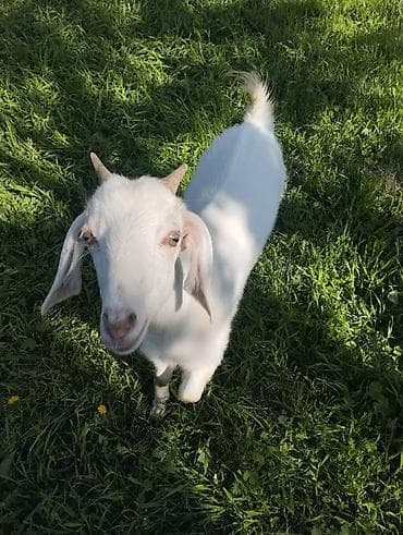 жаны асый: Сатам | Эчки (ургаачы) | Нубий | Көбөйтүү үчүн | Бооз — 1