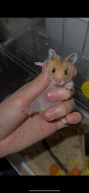 эшек жаныбар: Сибирские хомячки в продаже Остались только девочки ✨ Очень милые — 3