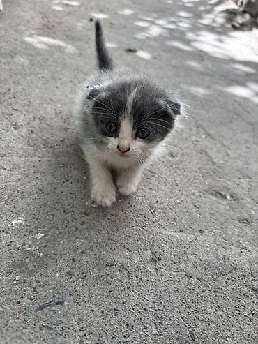 котята скотиш фолд: Скотиш Фолд (Шотландская вислоухая), 1 месяц, Девочка, Биколор, Приучена к лотку — 4