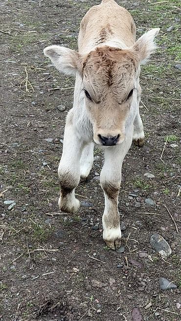 ат араба сатылат: Сатам | Бука (эркек) — 2